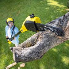 Best Tree Risk Assessment  in Windom, MN