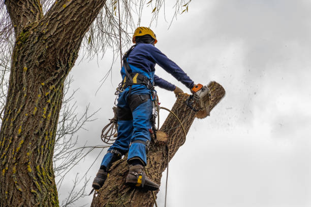 Best Tree Disease Treatment  in Windom, MN