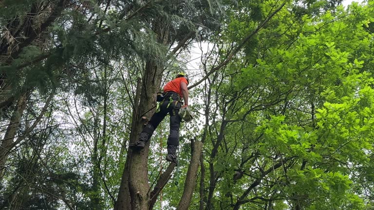 How Our Tree Care Process Works  in  Windom, MN