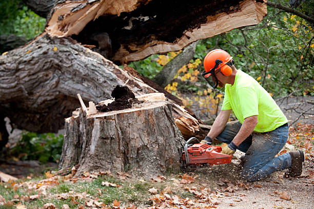 Best Tree Removal  in Windom, MN