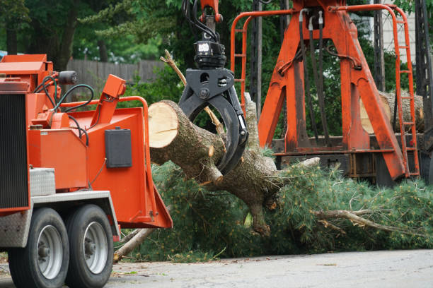 Best Commercial Tree Services  in Windom, MN